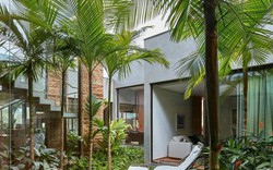 4 loại cây nên trồng trước cửa nhà: Vừa ‘trấn trạch’, vừa ‘hút’ tài lộc