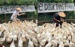 Clip du khách Tây chăn vịt theo nhạc ở Quảng Trị khiến dân mạng cười bò