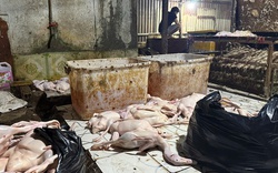 Đột kích điểm giết mổ vịt ở TPHCM lúc rạng sáng