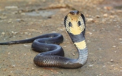 4 vật vào nhà báo hiệu điềm xui, giữ lại có thể kéo họa vào người