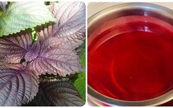 Những ai không nên uống nước lá tía tô?