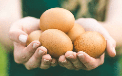 Ăn trứng mỗi ngày có làm tăng mỡ máu? Bác sĩ nói rõ sự thật nhiều người hiểu sai
