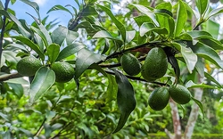 Lời khuyên cho tất cả những gia đình đang trồng cây bơ