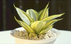 5 kiểu người hợp trồng cây lưỡi hổ nhất