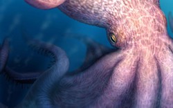 Phát hiện chấn động về loài bạch tuộc khổng lồ dài tới 19 mét: Lịch sử đại dương có thể phải thay đổi