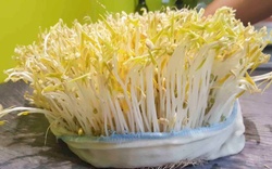 Lời khuyên đến những gia đình tự trồng giá đỗ