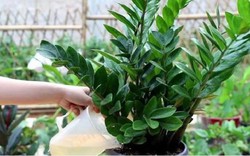 6 sai lầm khi trồng cây kim tiền khiến cây nhanh tàn, tài lộc khó tụ