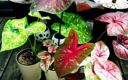 3 loại cây có cho cũng không nên trồng trong nhà