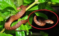 6 thứ "gọi" rắn vào nhà