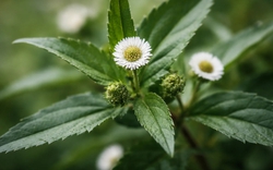 Loại cây chống rụng tóc, kích thích mọc tóc cực đỉnh, giảm cả mỡ máu: Mọc dại đầy Việt Nam