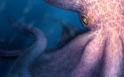 Bạch tuộc quái vật dài 19 m lộ diện ở Nhật Bản