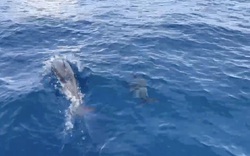 Đàn cá heo cả 100 con bất ngờ xuất hiện trên vùng biển Quy Nhơn