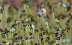 5 loại rau "đại bổ", nên trồng ngay trong nhà: Chỉ 7 ngày là được thu hoạch