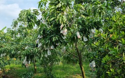 Kỳ lạ loại quả nhiều đường bậc nhất nhưng lại giúp ngừa tiểu đường, phòng cả ung thư: Việt Nam rất sẵn