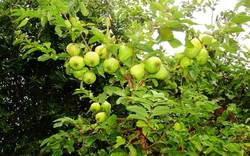 Lời khuyên dành cho những gia đình đang trồng cây ổi