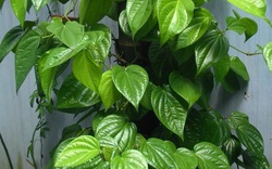 Lời khuyên đến những gia đình đang trồng cây trầu không