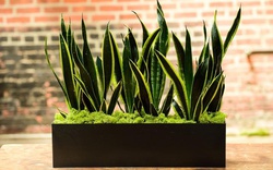 Lời khuyên chân thành đến những gia đình đang trồng cây lưỡi hổ