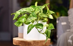 Lời khuyên chân thành đến những gia đình đang trồng cây trầu bà