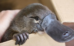 Loài vật khó hiểu nhất thế giới