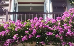 Lưu ý khi trồng cây hoa giấy