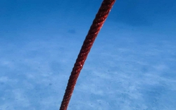 Thả một sợi cáp dài 10 km xuống đáy biển, các nhà khoa học phát hiện 56.000 tín hiệu lạ chỉ trong 21 ngày