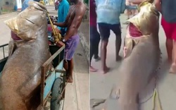 Người đàn ông bắt được con cá mú khổng lồ nặng 250kg trên biển