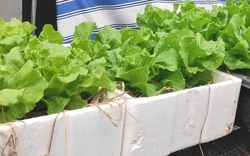 Lời khuyên tới các gia đình đang tự trồng xà lách