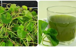 Những người không nên uống nước rau má