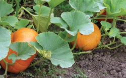 Lời khuyên đến những gia đình đang trồng cây bí đỏ