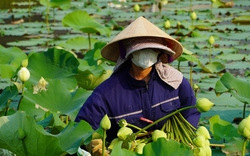 Trồng cây “nở là hái ra tiền”, cặp vợ chồng ở Nghệ An thu tiền triệu mỗi ngày