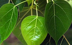 Đừng trồng trước nhà 3 loại cây này: Dễ 'tụ khí xấu', chặn tài lộc