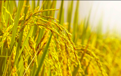 Nguồn gốc và ý nghĩa thành ngữ "Lúa chín cúi đầu"