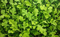 6 loại rau củ có tốc độ phát triển nhanh, chỉ vài tuần là được thu hoạch