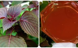 Những người không nên ăn nhiều lá tía tô