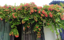 Lời khuyên dành cho những gia đình đang trồng sử quân tử