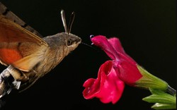 Người đàn ông đăng ảnh "con vật lạ" lên Facebook, chuyên gia tìm đến: Loài này đã 'sống lại' sau 17 năm