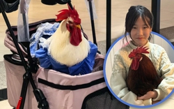 Cô gái nuôi gà làm thú cưng, mặc quần áo, đẩy xe nôi đi dạo, chi phí chỉ 100 nghìn/tháng khiến hội mèo cưng "ngạc nhiên"
