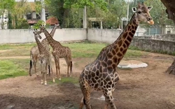 Ngày mai (30-4) Thảo Em “lên xe hoa” tại Thảo Cầm Viên