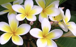 Cảnh báo ngộ độc từ những cây cảnh "ngắm thì đẹp, chạm thì nguy" trong vườn nhà