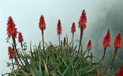 Cây thuốc quý mọng nước, mềm mịn như thạch: Nhà nào có vài chậu quý ngang vàng mười