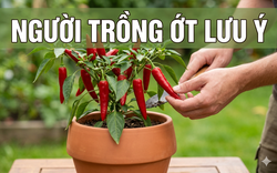 Lời khuyên chân thành dành cho những người đang trồng cây ớt