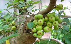 Lời khuyên dành cho các gia đình đang trồng cây sung