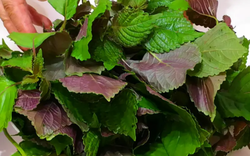 3 nhóm người không nên ăn nhiều lá tía tô