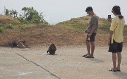 Khỉ tấn công du khách ở cung đường ven biển đẹp nhất Đắk Lắk, 5 người nhập viện