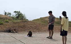 Nhiều du khách bị khỉ cắn tại bãi biển Đắk Lắk