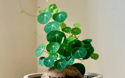 4 loại cây nên có trong nhà