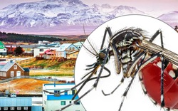 Vì sao Iceland không có con muỗi nào?