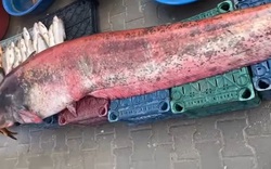 Ngư dân bắt được con cá trê khổng lồ dài 2,5 mét, nặng 150 kg