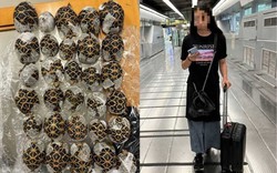 Phát hiện 30 con rùa trong người cô gái 19 tuổi chuẩn bị lên chuyến bay Vietjet Air Thái Lan