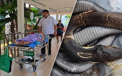 Người phụ nữ 69 tuổi chém chết rắn hổ mang rồi bình tĩnh mang xác rắn đến bệnh viện